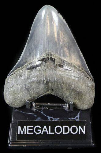 Beautiful, Fossil Megalodon Tooth - Serrated #38737